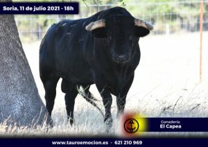 rejones soria capea 1