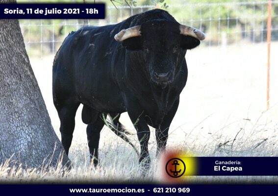 rejones soria capea 1