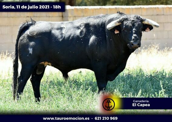 rejones soria capea 2