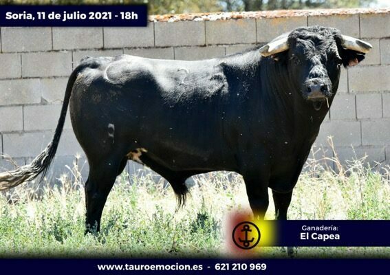 rejones soria capea 3