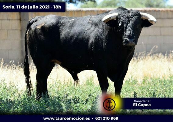 rejones soria capea 4