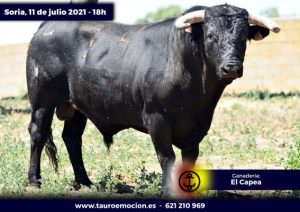 rejones soria capea 5