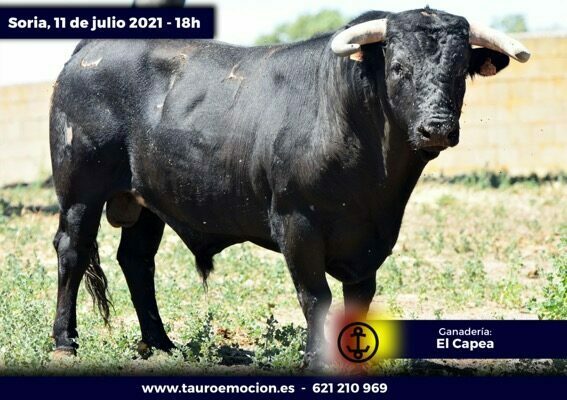 rejones soria capea 5