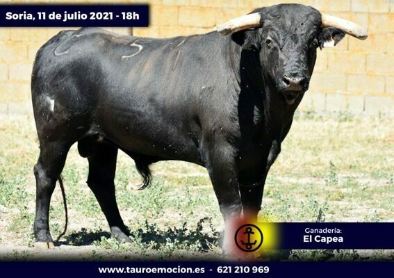 rejones soria capea 6