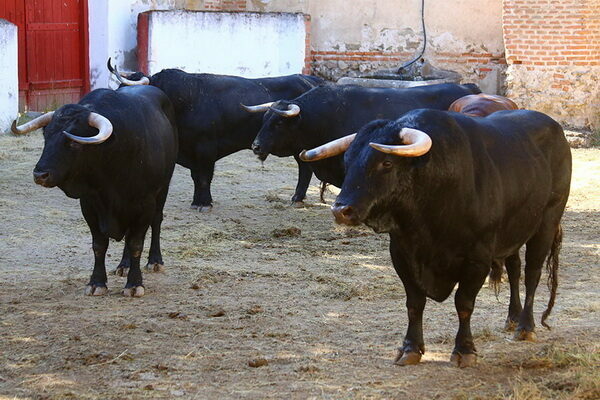 Aranjuez con toros de Zacarías Moreno