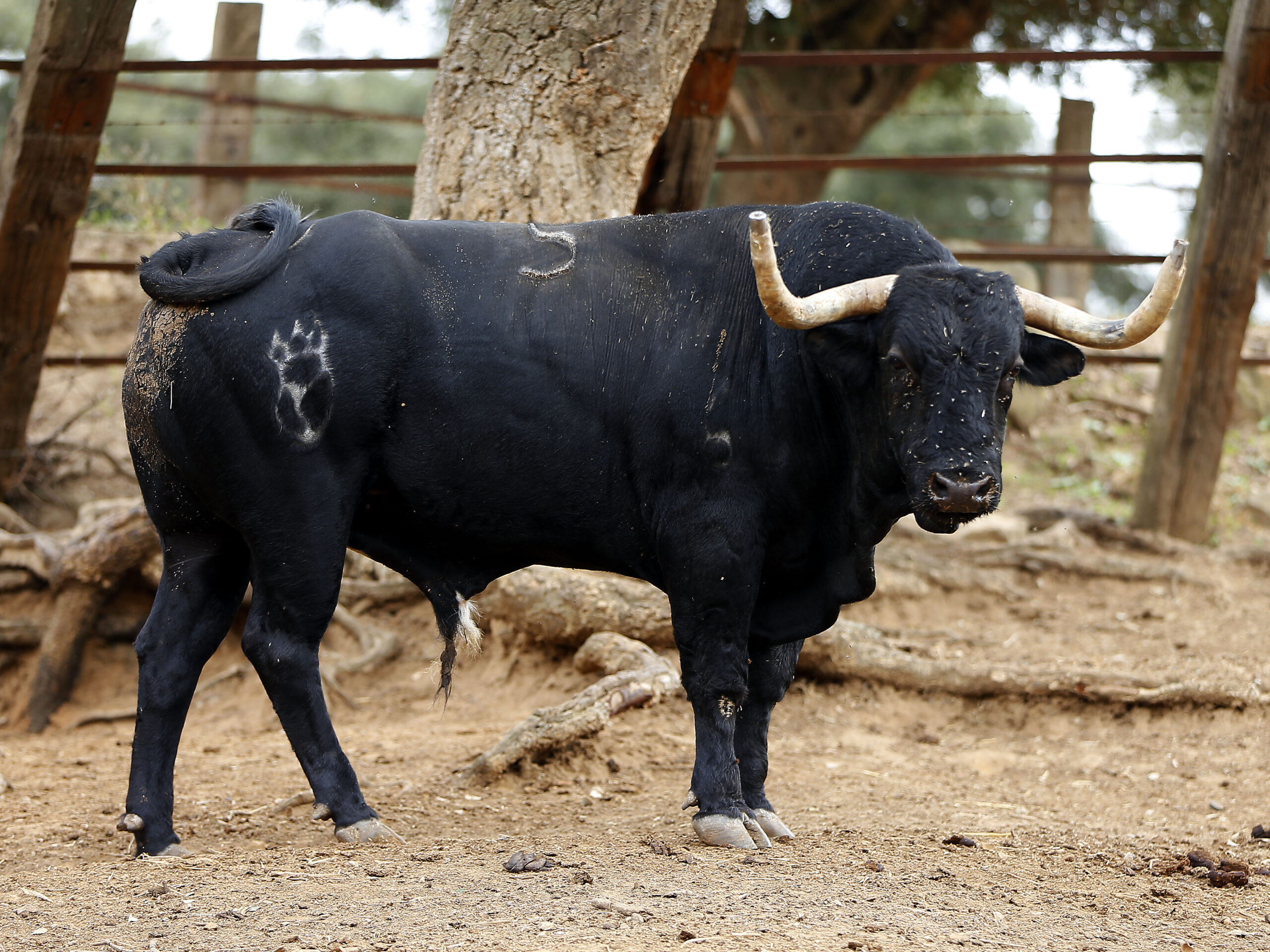Los toros para el concurso de Recortes en Vistalegre