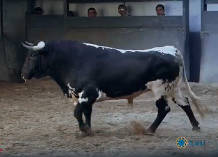 El espectacular desembarque de los novillos de la Concurso de ...